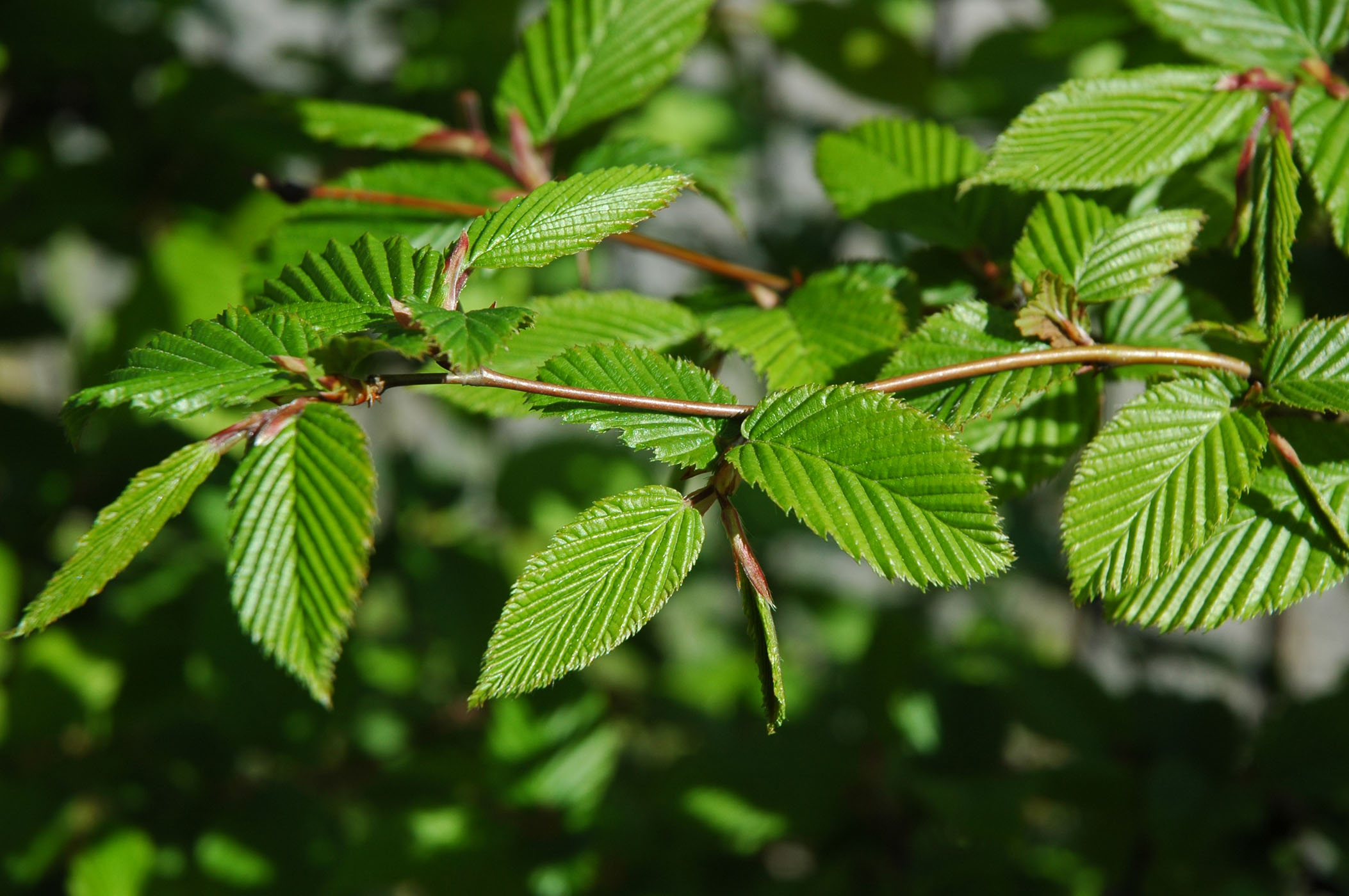 Fonds d'cran Nature Feuilles - Feuillages Branchage de printemps