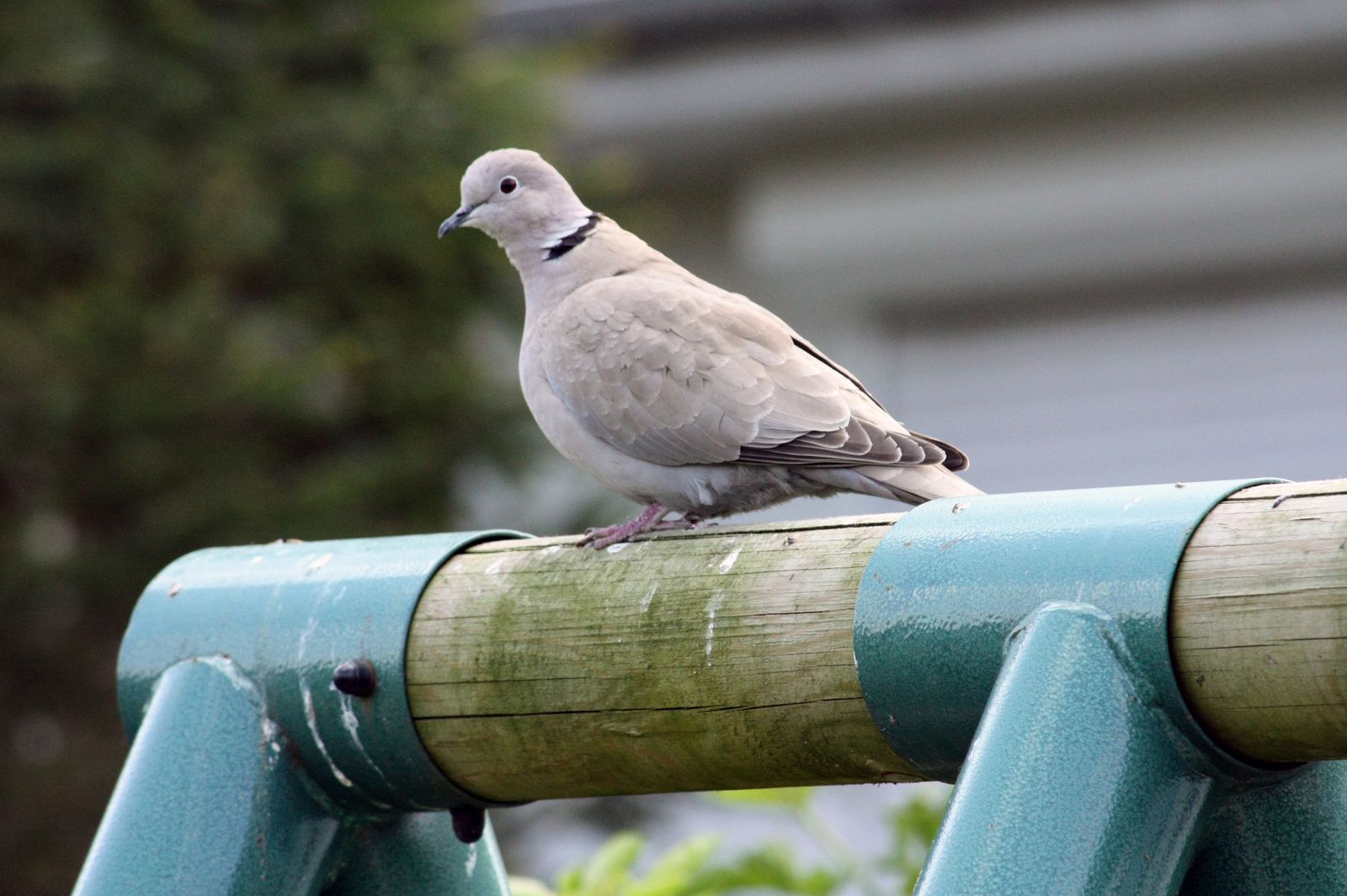 Wallpapers Animals Birds - Pigeons and Doves Tourterelle sur une balanoire