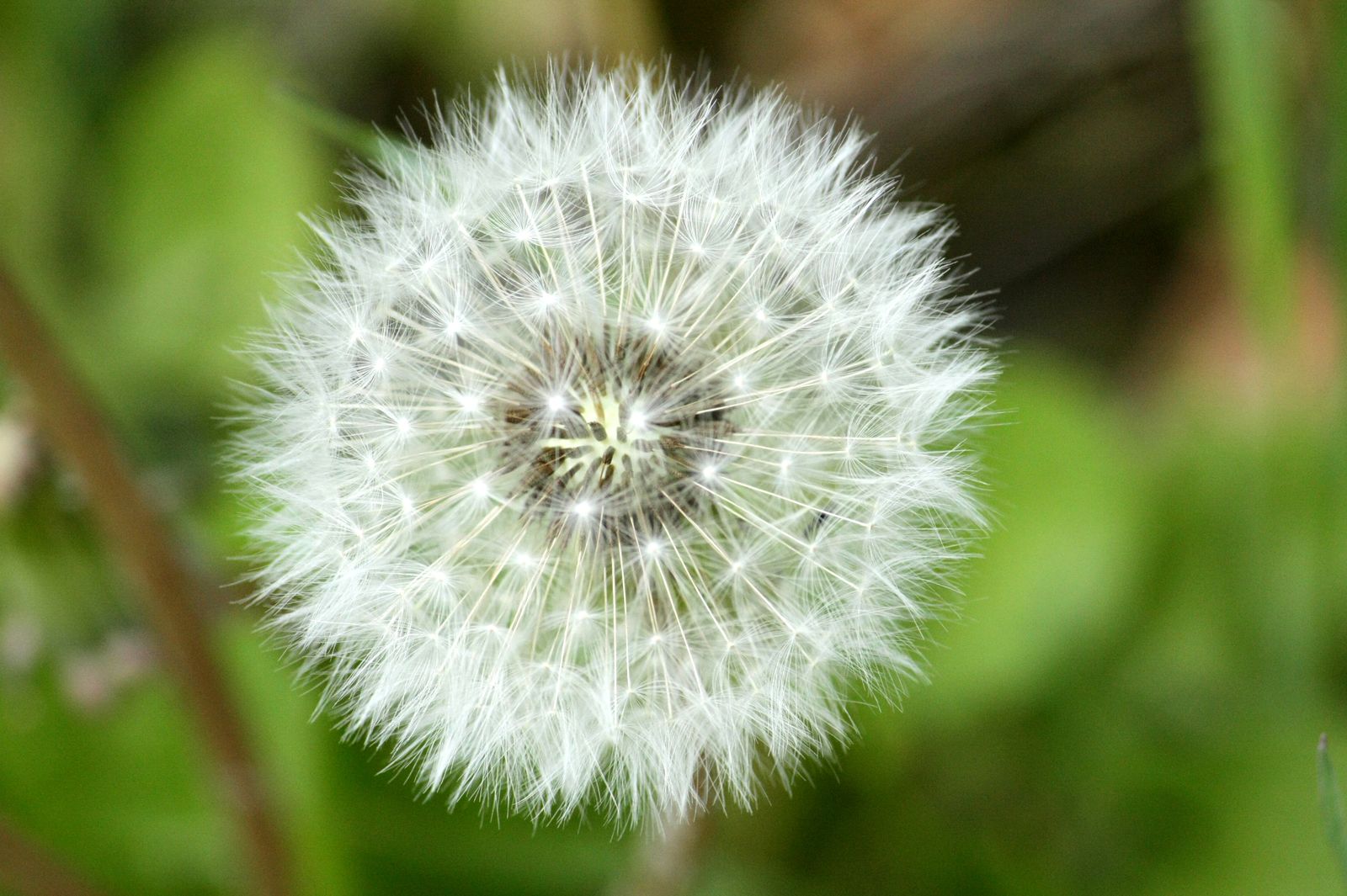 Fonds d'cran Nature Fleurs Pissenlit