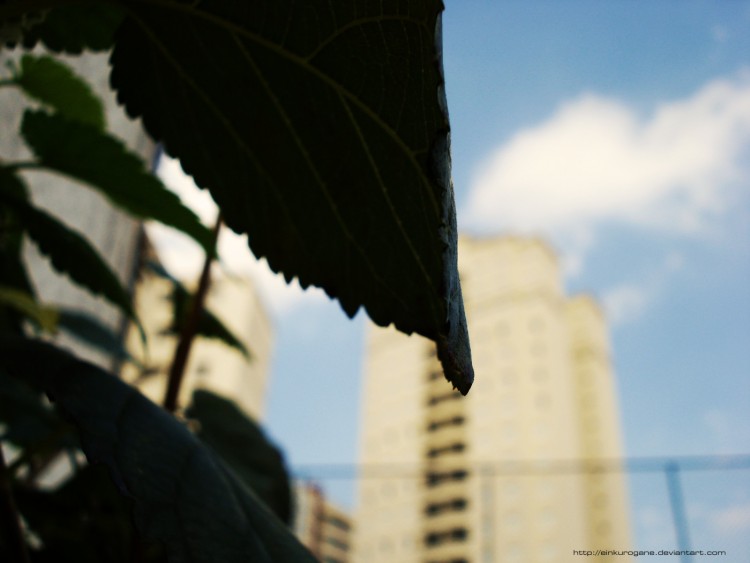 Wallpapers Nature Leaves - Foliage Leaves view.