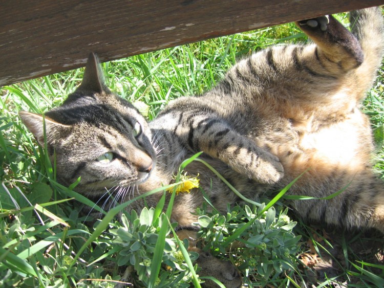 Fonds d'cran Animaux Chats - Chatons Herbe et soleil, quoi de mieux?