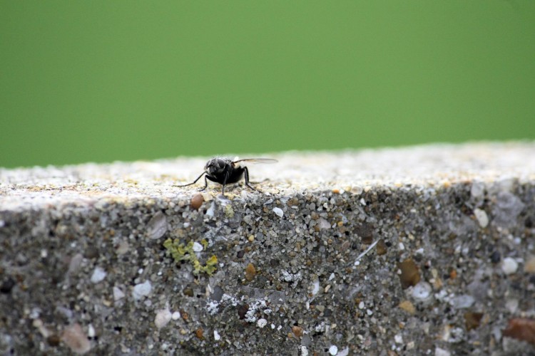 Wallpapers Animals Insects - Flies Mouche sur un muret