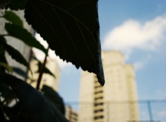 Fonds d'cran Nature Leaves view.