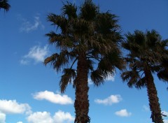 Fonds d'cran Nature Les palmiers qui s'lvent vers le ciel printanier.