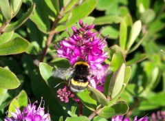 Fonds d'cran Animaux Les fleurs avec ses visiteurs.