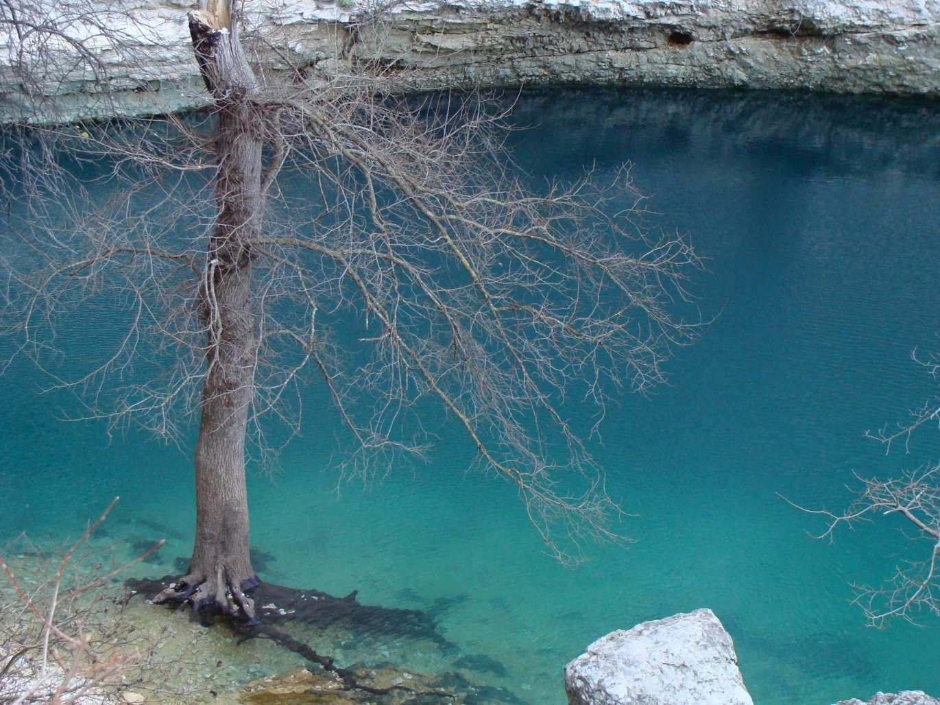 Wallpapers Nature Trees - Forests Fontaine du Vaucluse