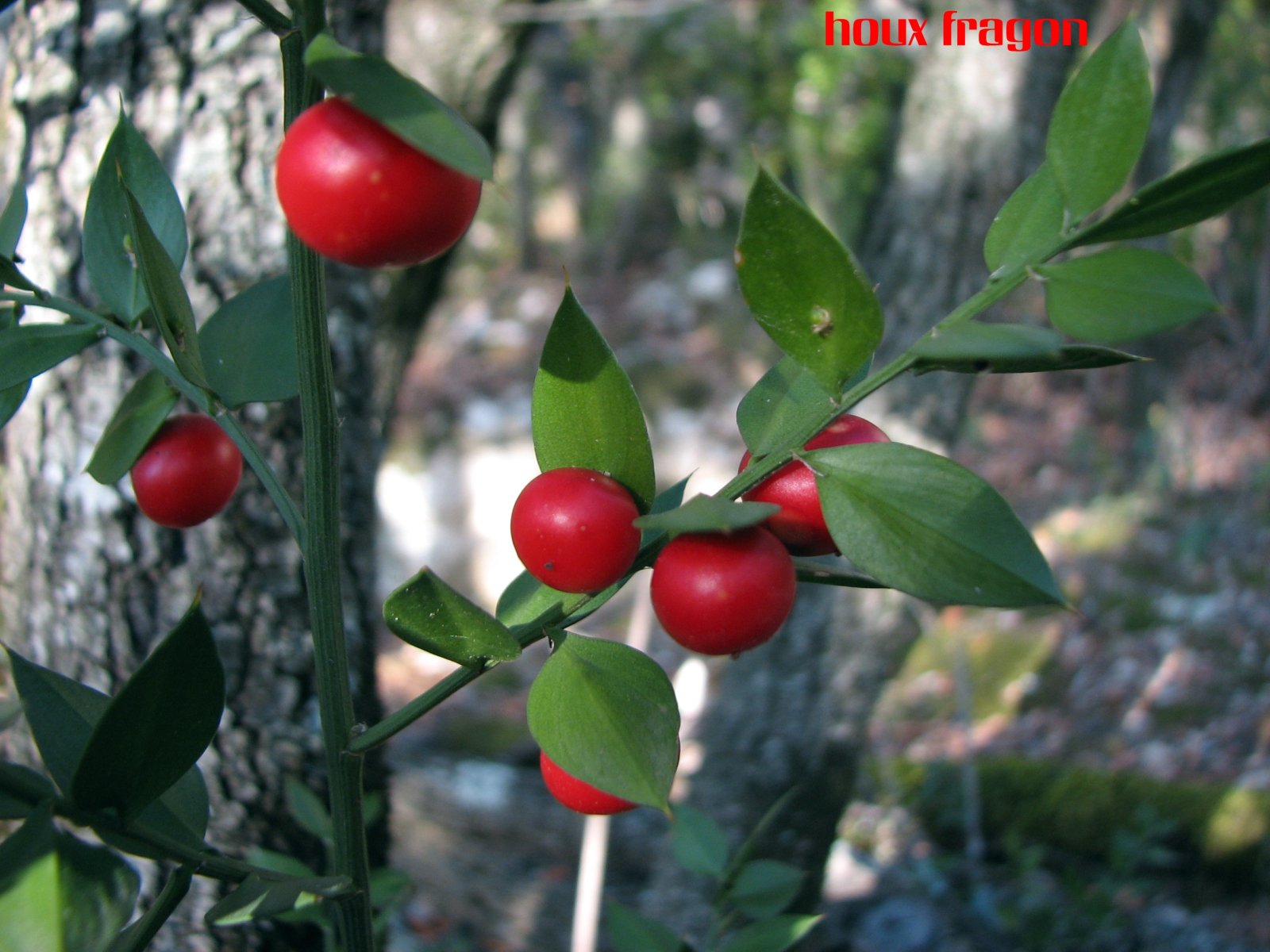 Wallpapers Nature Plants - Shrubs houx fragon