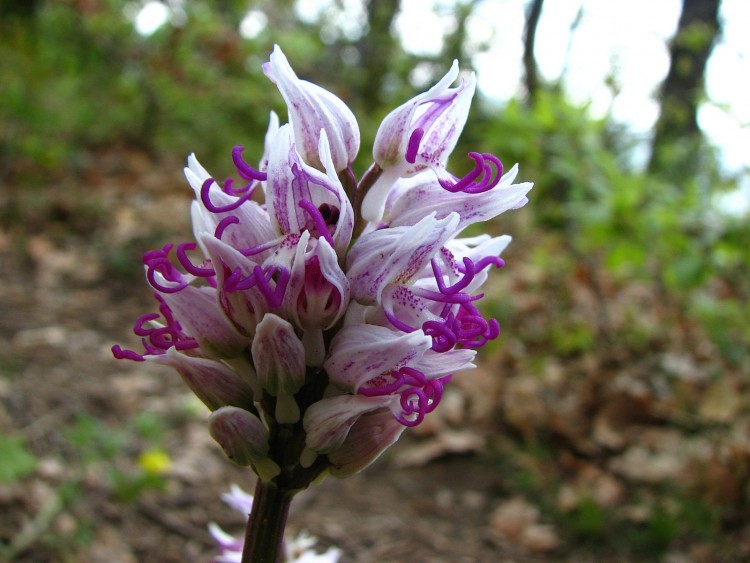 Fonds d'cran Nature Fleurs orchis singe