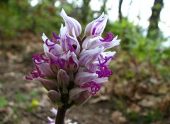 Fonds d'cran Nature orchis singe