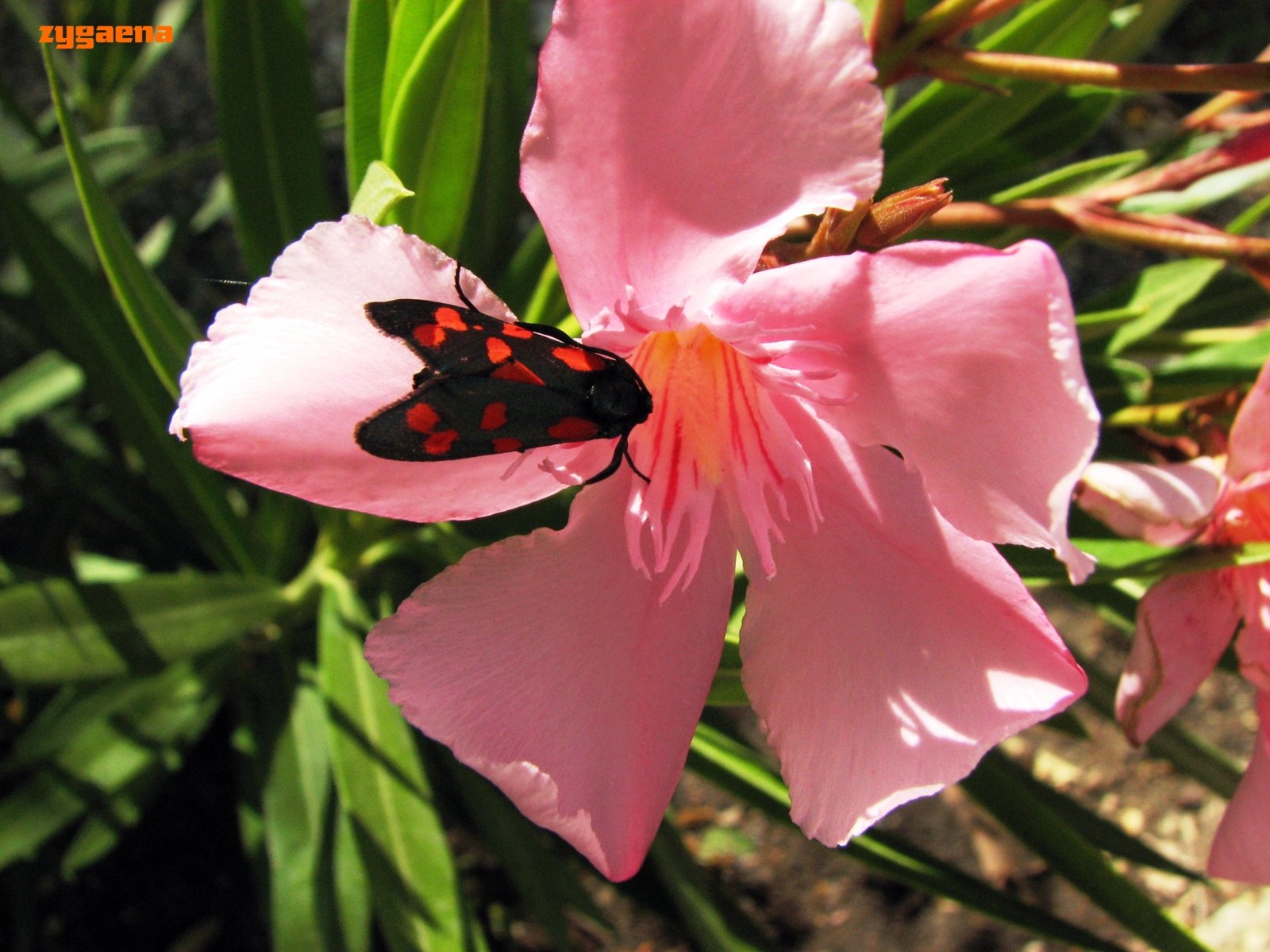 Fonds d'cran Animaux Insectes - Papillons zygaene