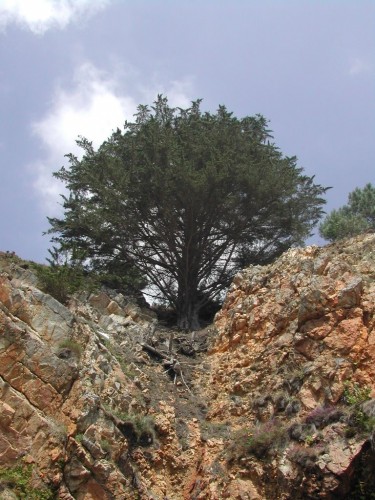 Fonds d'cran Nature Falaises Arbre suspendu