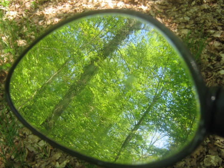 Fonds d'cran Nature Arbres - Forts Reflet