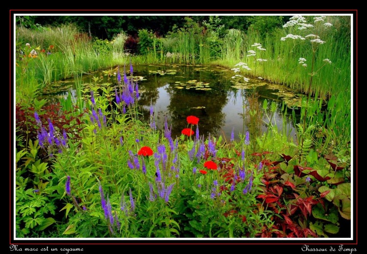 Fonds d'cran Nature Lacs - Etangs Ma mare est un royaume