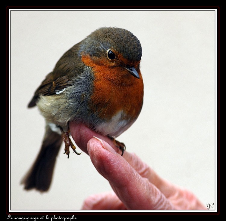 Fonds d'cran Animaux Oiseaux - Rougegorges Le rouge-gorge et le photographe