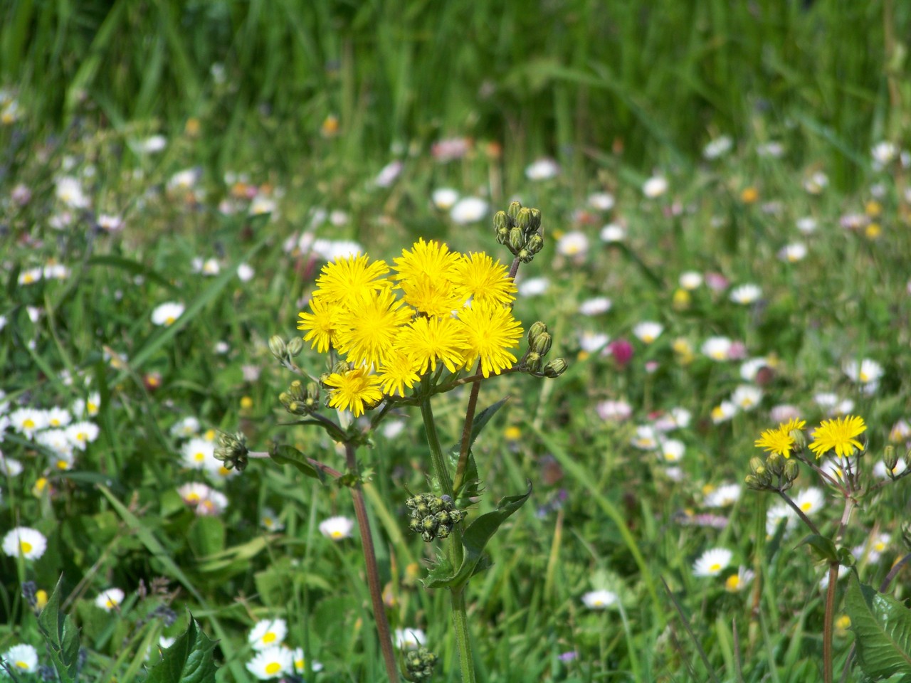 Fonds d'cran Nature Fleurs 