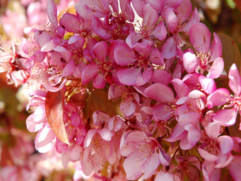 Fonds d'cran Nature Fleurs bouquet ros