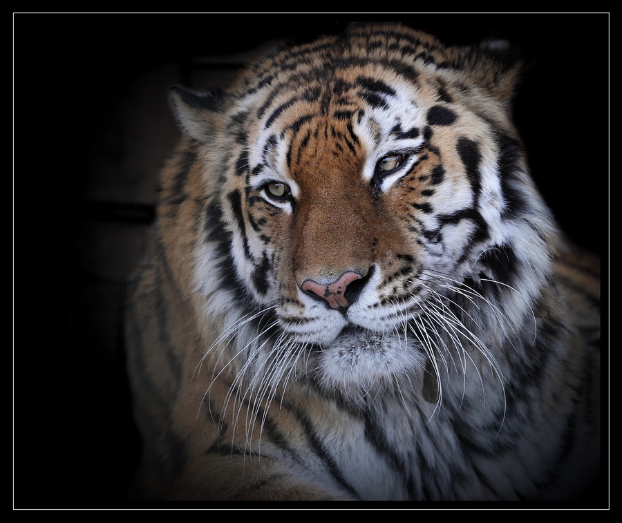 Wallpapers Animals Felines - Tigers Tigre