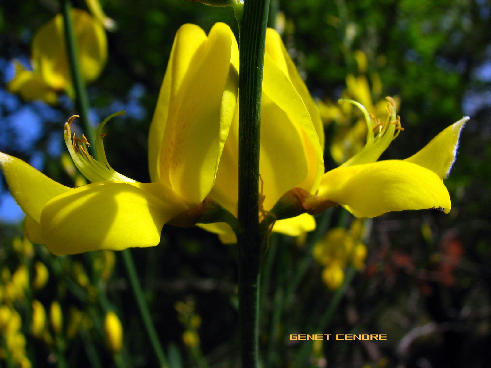 Wallpapers Nature Flowers genets cendrs