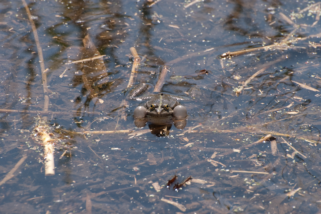 Fonds d'cran Animaux Grenouilles - Crapauds Grenouille  grosse joue