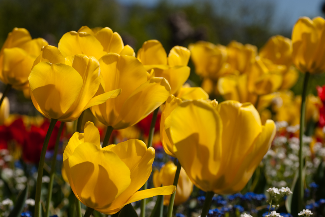 Wallpapers Nature Flowers Petit groupe de fleurs