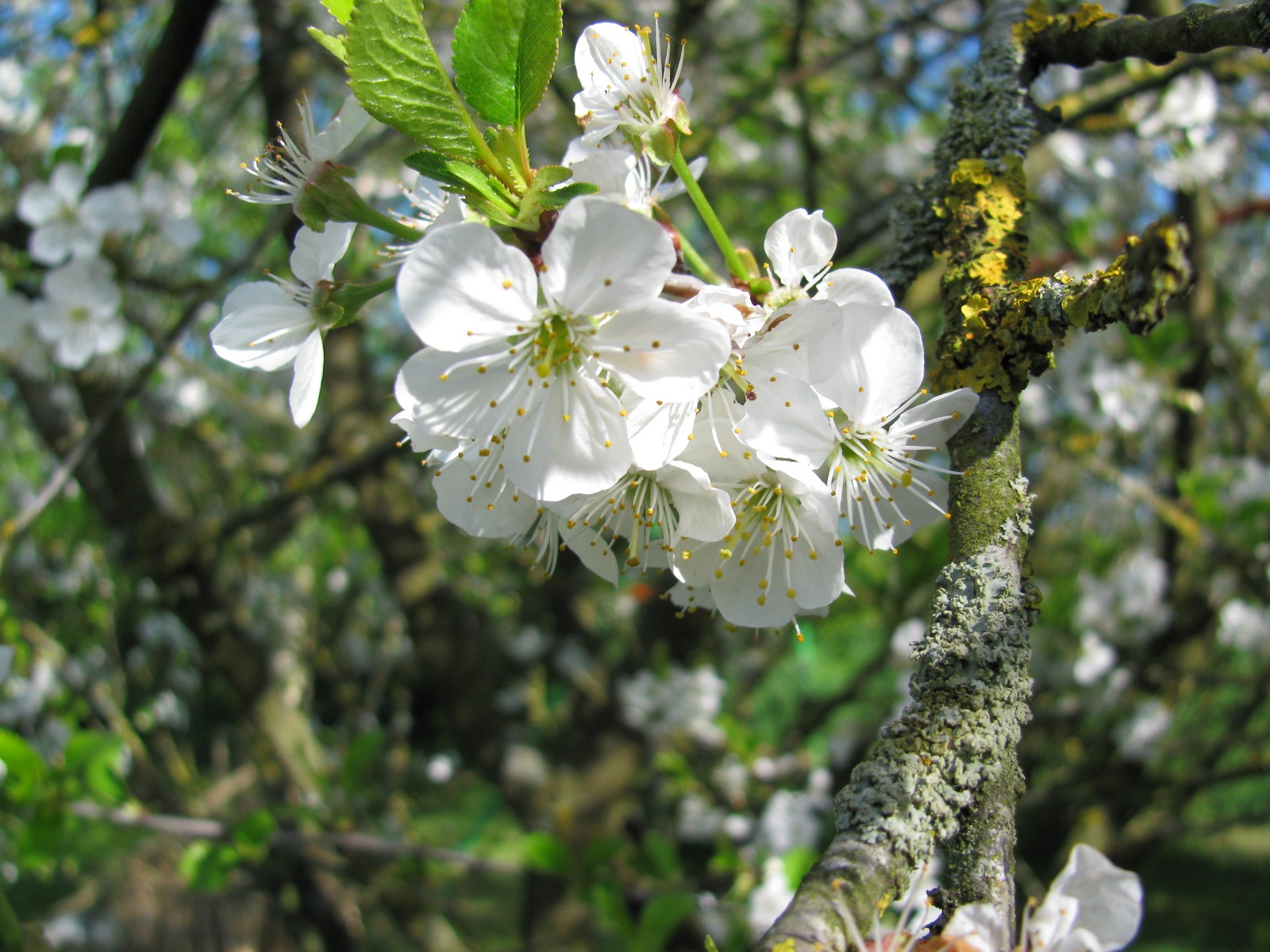 Wallpapers Nature Flowers Cerisiers en fleurs.