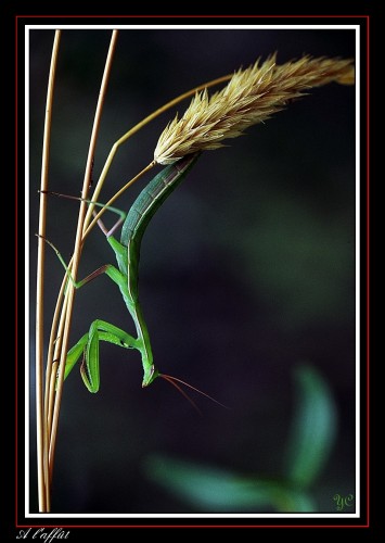 Fonds d'cran Animaux Insectes - Mantes religieuses A l'afft