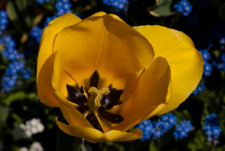 Wallpapers Nature Flowers Fleur jaune