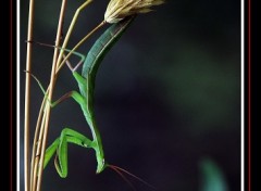 Fonds d'cran Animaux A l'afft