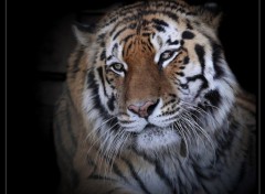 Wallpapers Animals Tigre