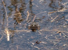 Wallpapers Animals Grenouille  grosse joue