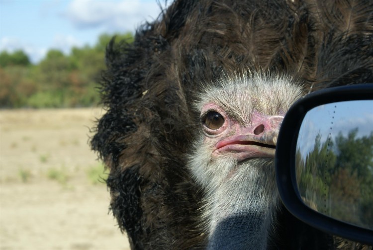 Fonds d'cran Animaux Oiseaux - Autruches et Emeus Autruche rtro