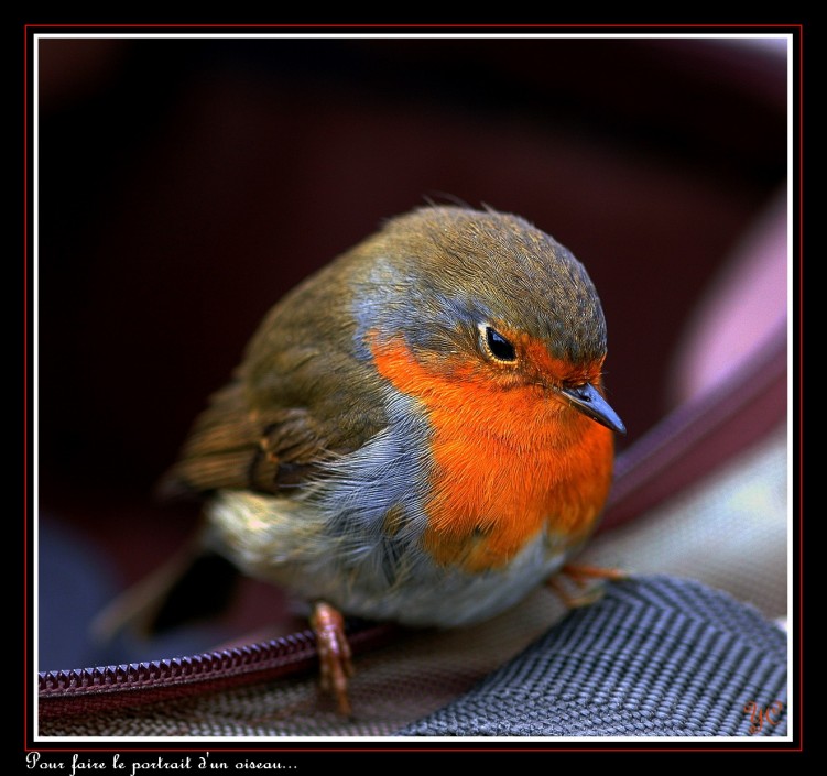 Fonds d'cran Animaux Oiseaux - Rougegorges Pour faire le portrait d'un oiseau...