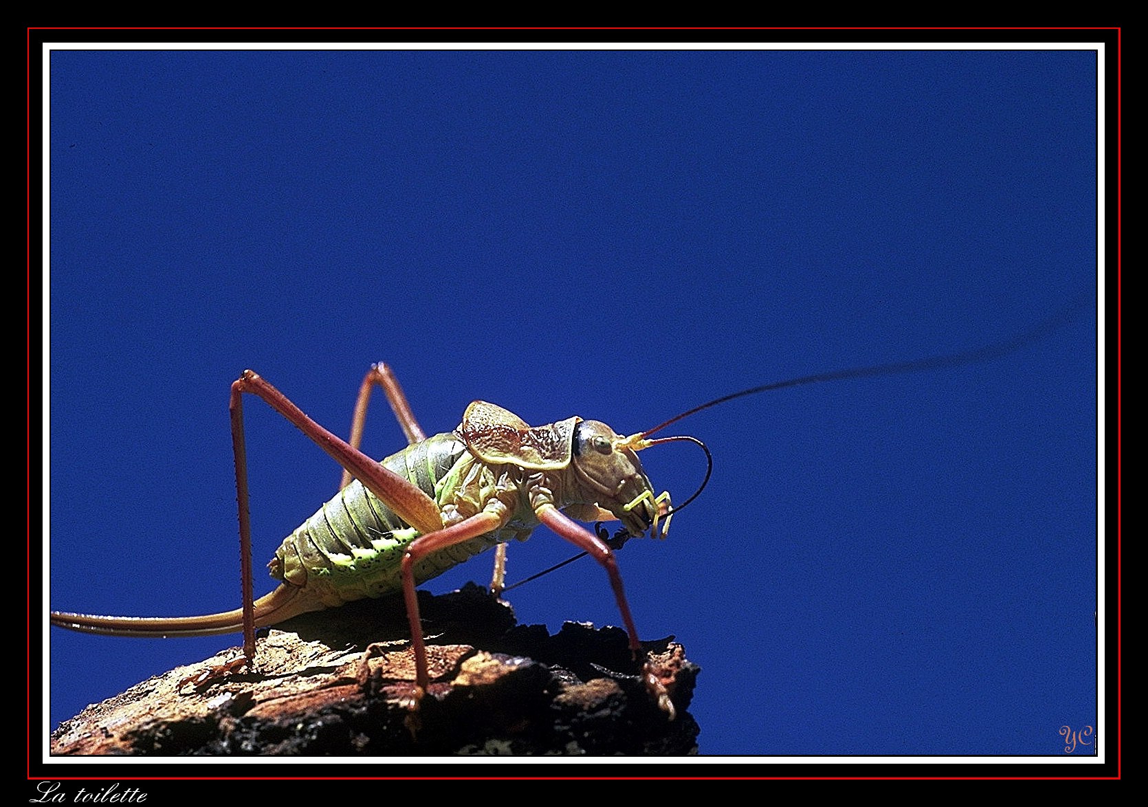 Fonds d'cran Animaux Insectes - Sauterelles et Criquets Le monde de l'herbe