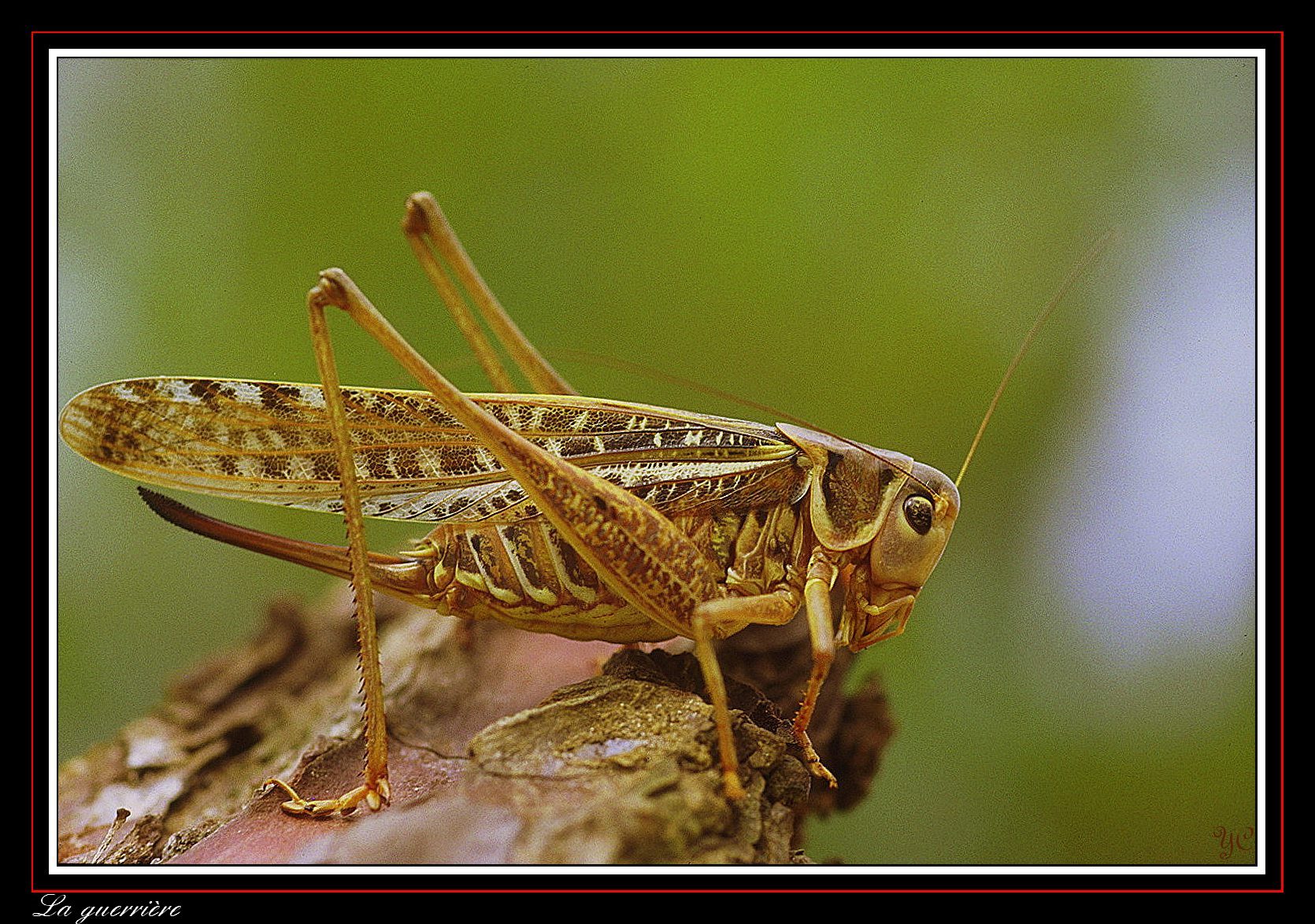 Wallpapers Animals Insects - Locusts La guerrire