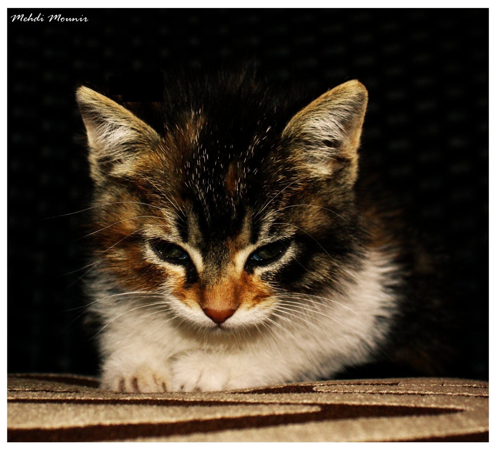 Fonds d'cran Animaux Chats - Chatons 