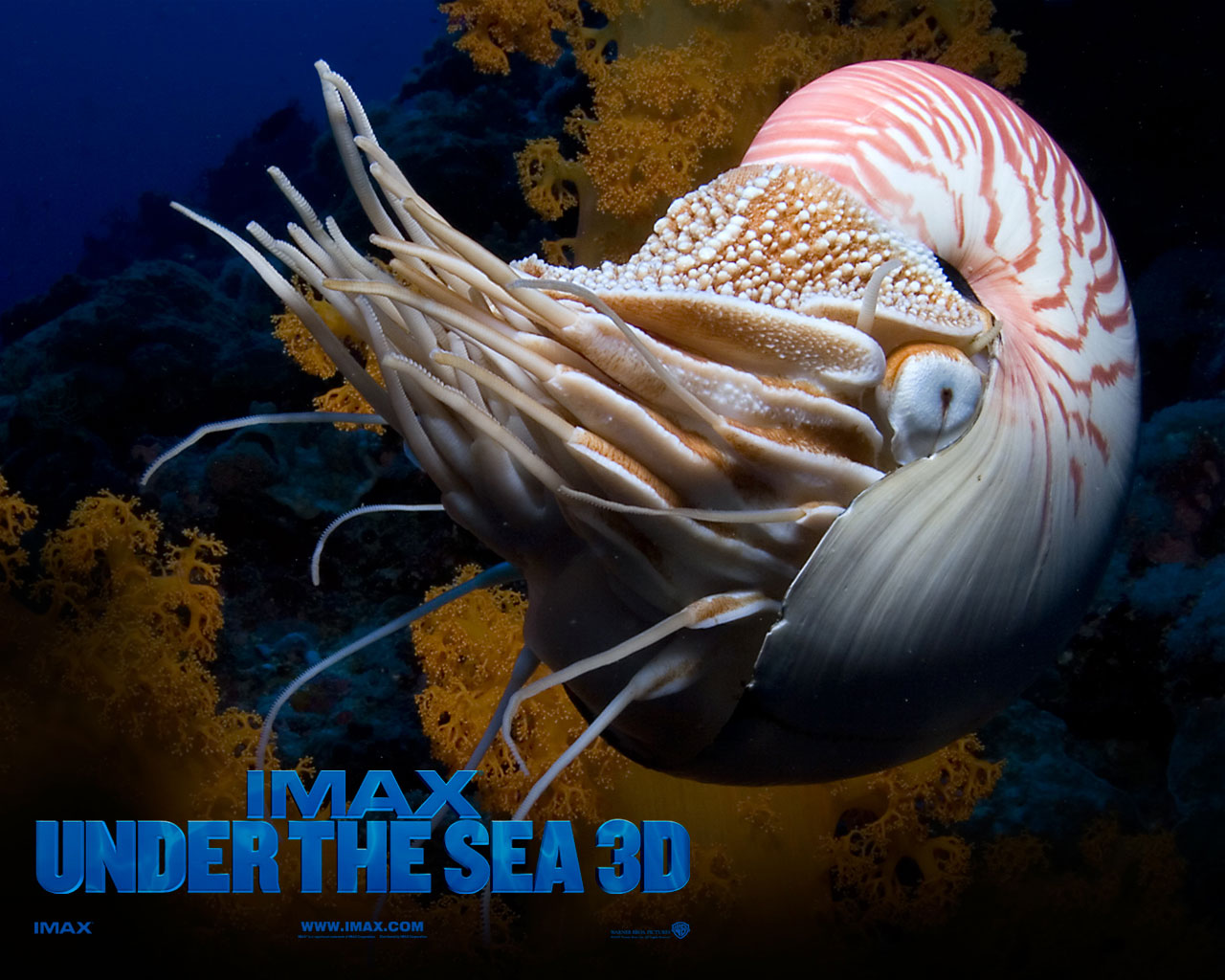 Wallpapers Movies Under the Sea 3D 