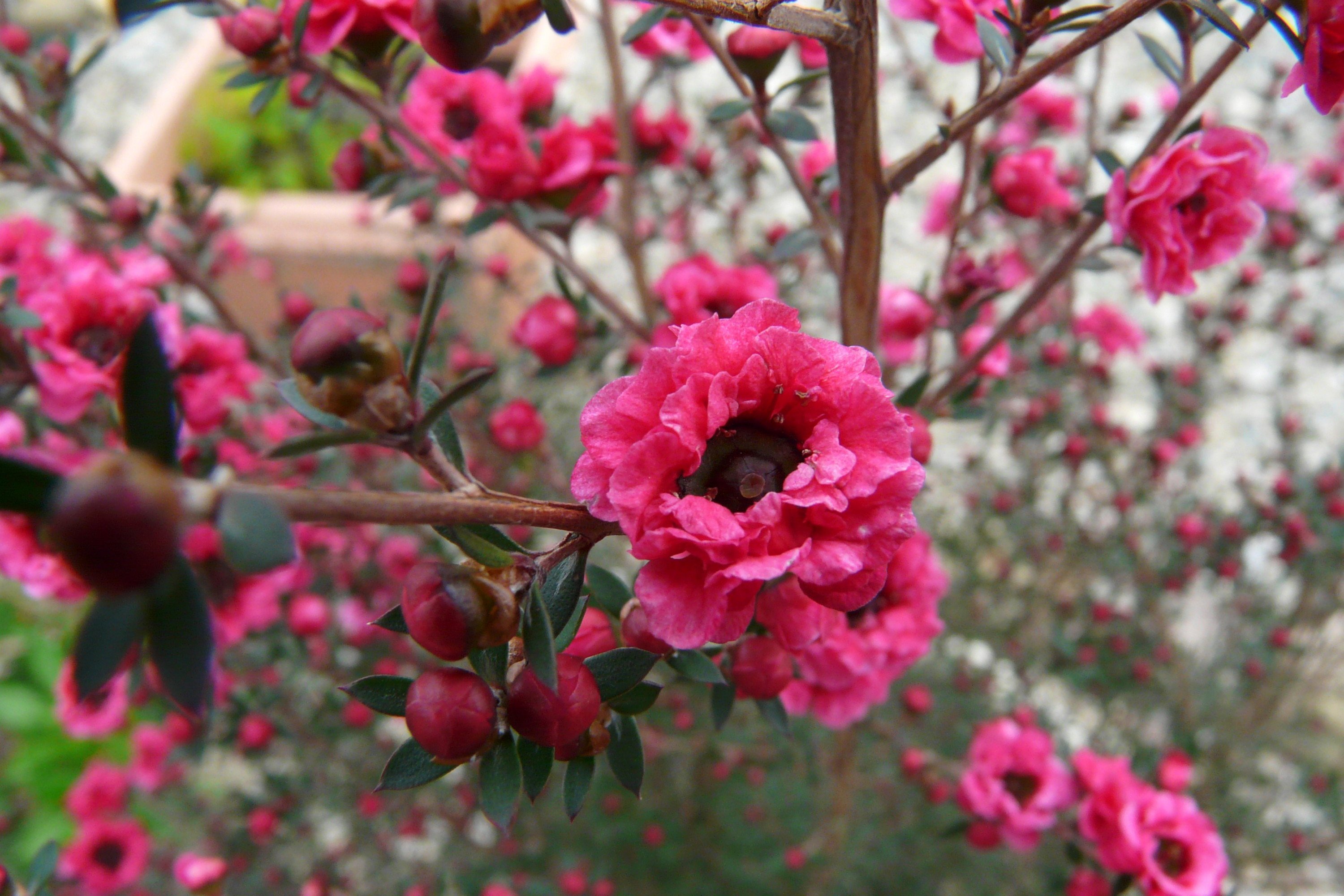 Fonds d'cran Nature Fleurs leptospermum