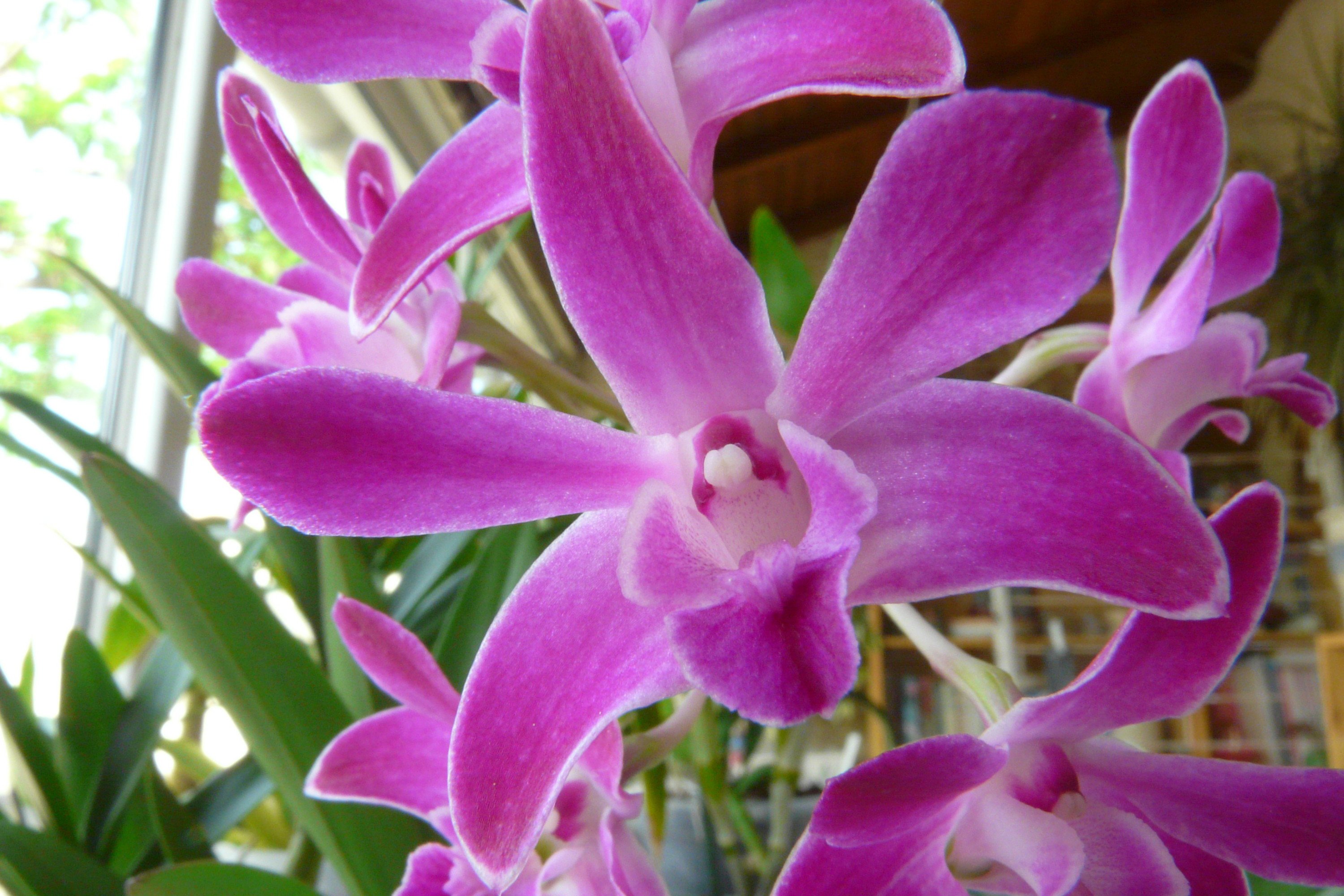 Wallpapers Nature Flowers orchide 