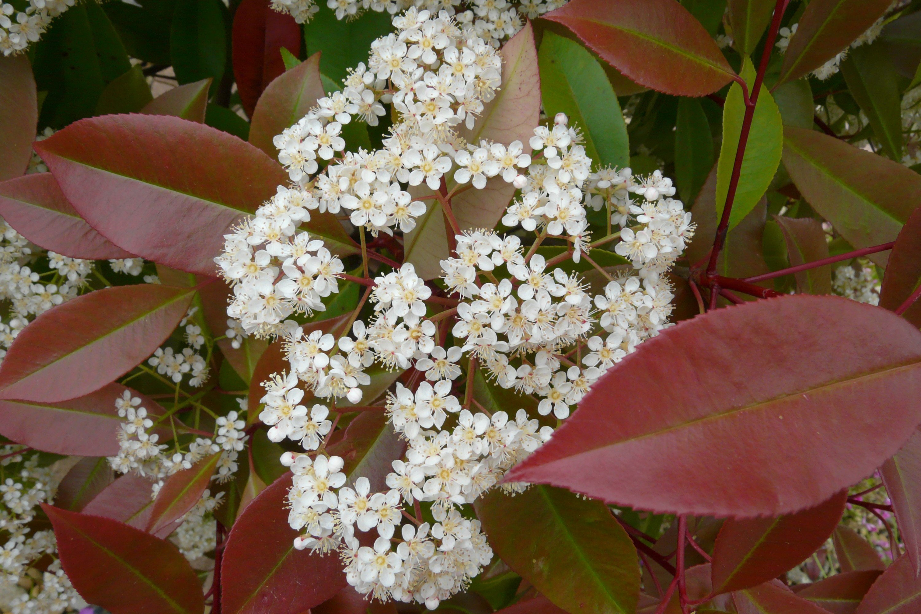 Fonds d'cran Nature Fleurs fleurs de photinia