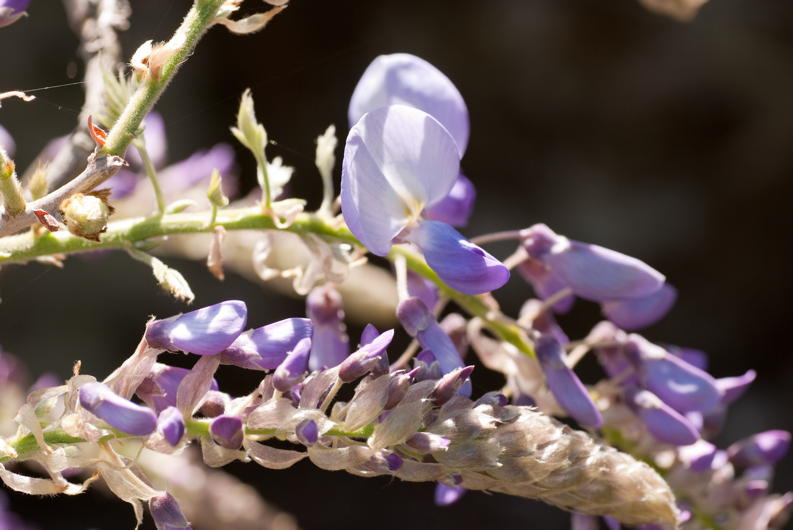 Wallpapers Nature Flowers Petites fleurs violettes