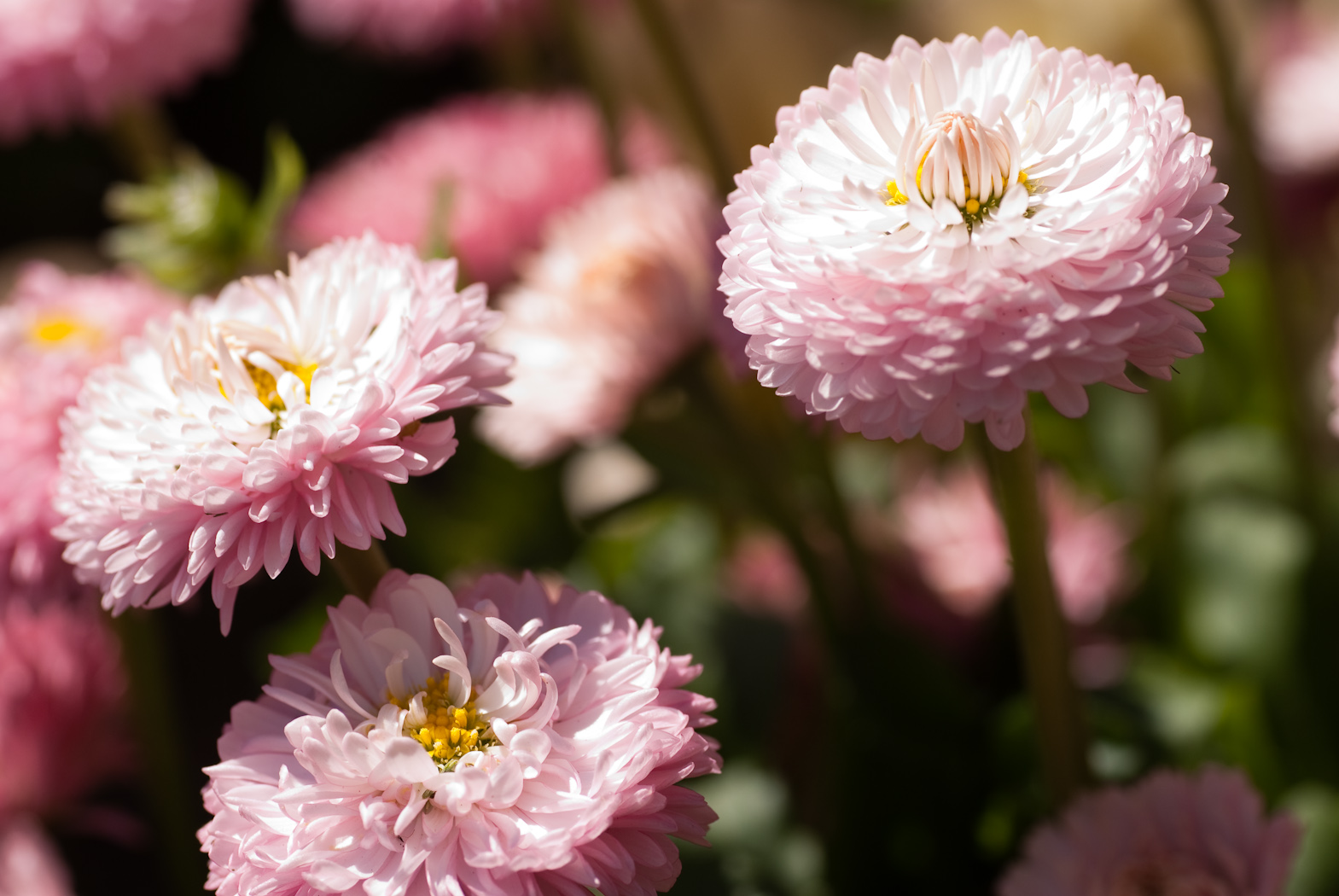 Fonds d'cran Nature Fleurs Fleurs roses