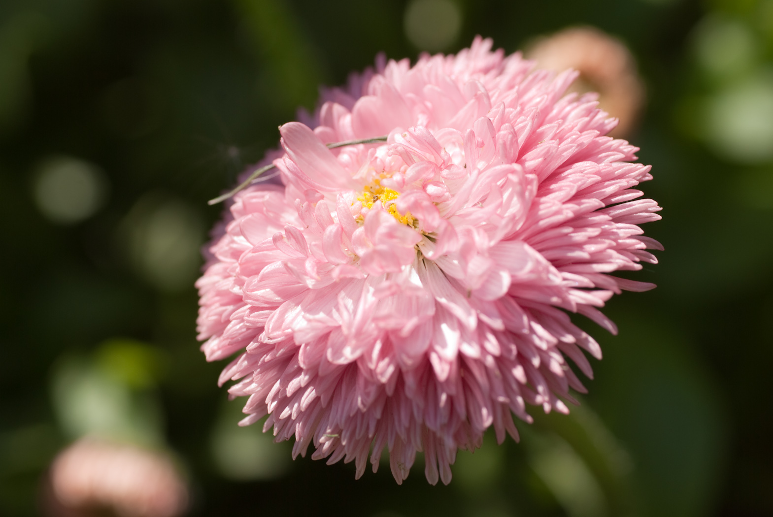 Wallpapers Nature Flowers Autre fleur rose