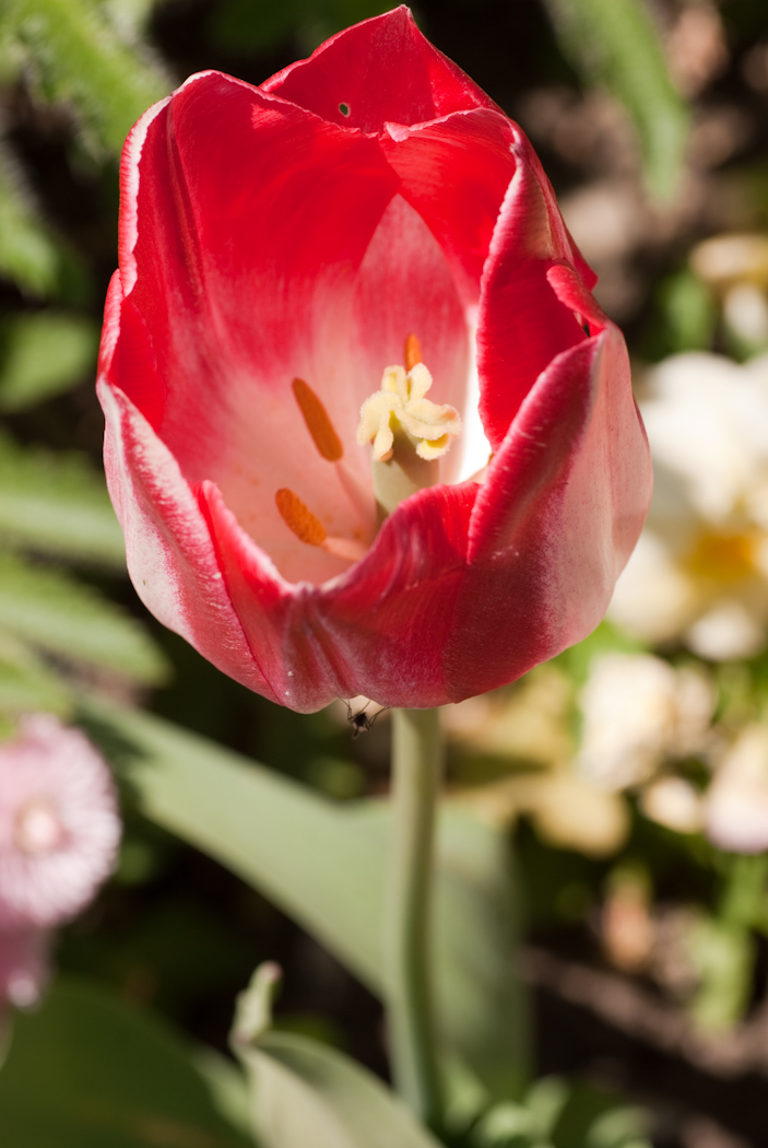 Wallpapers Nature Flowers Fleur rouge