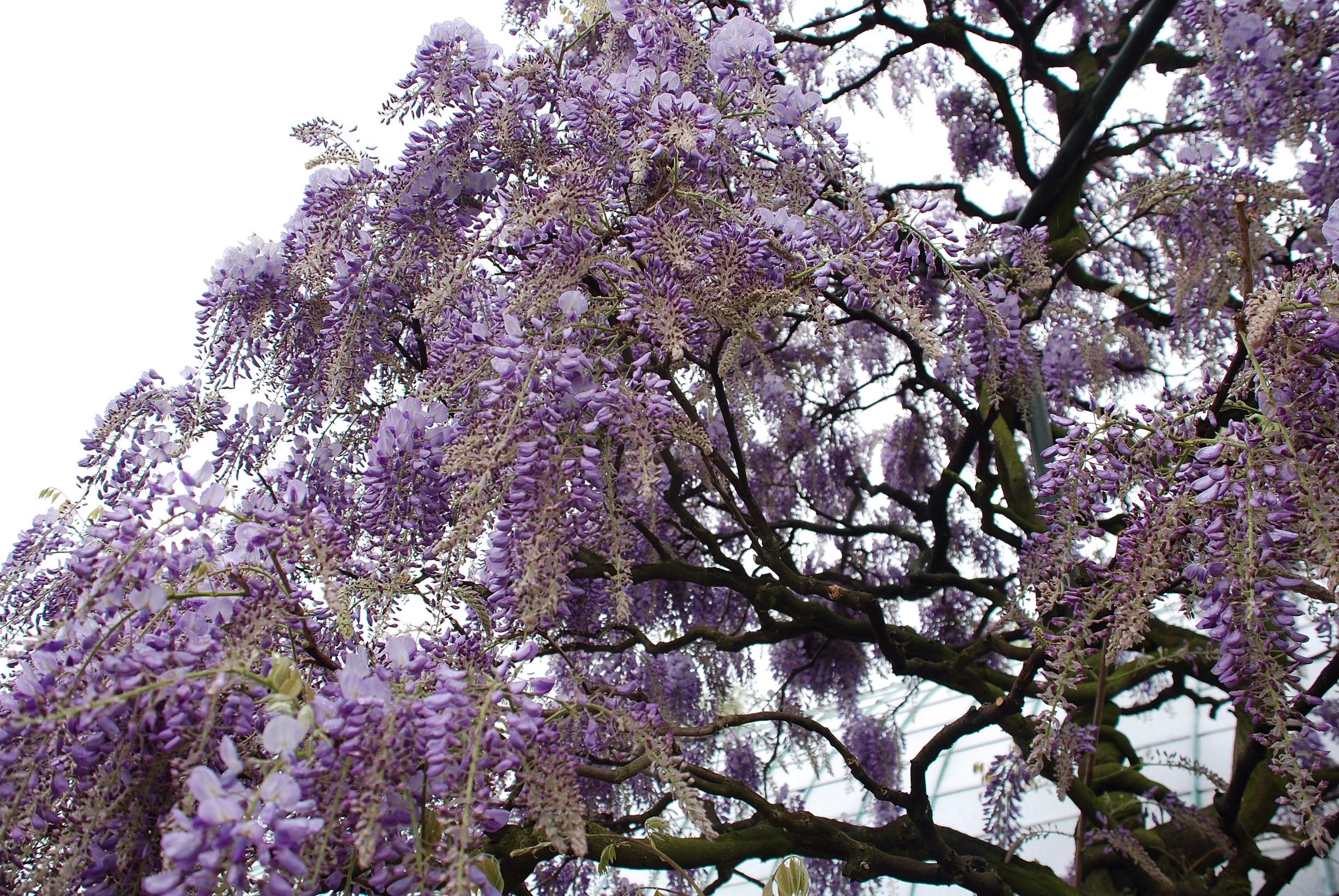 Fonds d'cran Nature Arbres - Forts Glycine