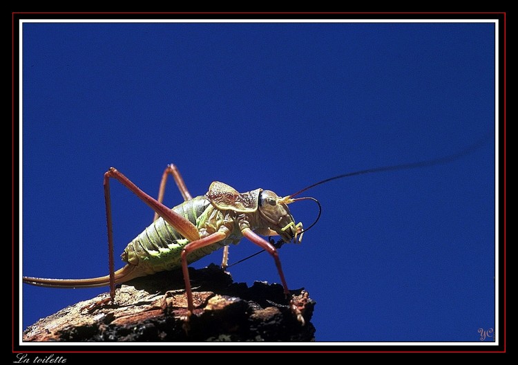 Fonds d'cran Animaux Insectes - Sauterelles et Criquets Le monde de l'herbe