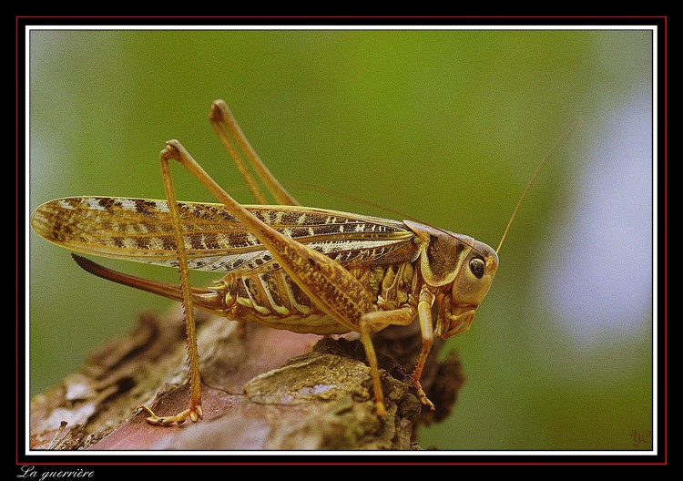 Fonds d'cran Animaux Insectes - Criquets La guerrire