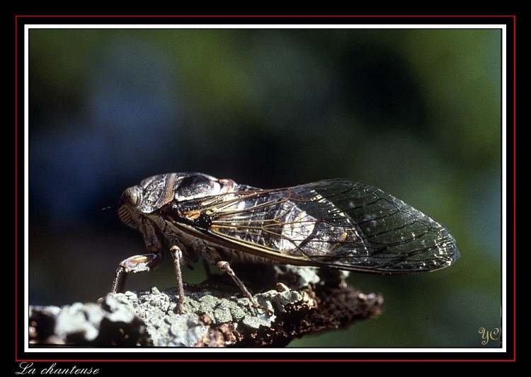 Fonds d'cran Animaux Insectes - Cigales La chanteuse