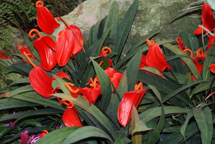 Fonds d'cran Nature Fleurs Toujours dans les serres