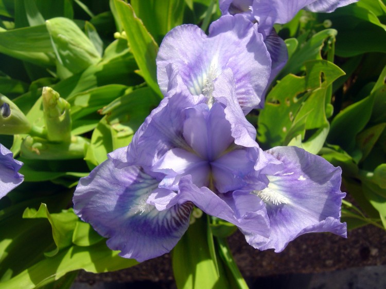 Fonds d'cran Nature Fleurs Iris nain