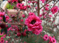 Fonds d'cran Nature leptospermum